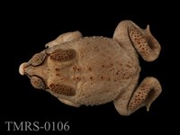 藏品(黑眶蟾蜍)的圖片